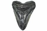 Fossil Megalodon Tooth - South Carolina #367956-1